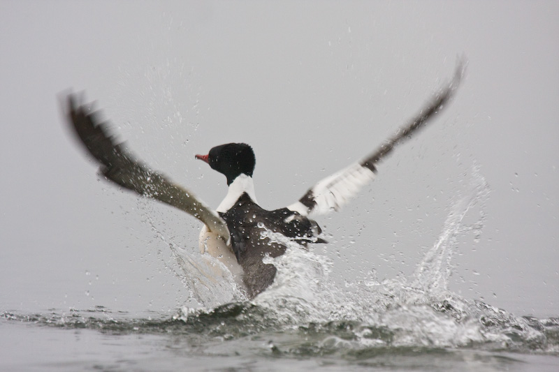 Common Merganser Taking Flight